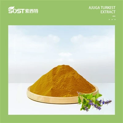Ajuga Turkest-Extraktpulver